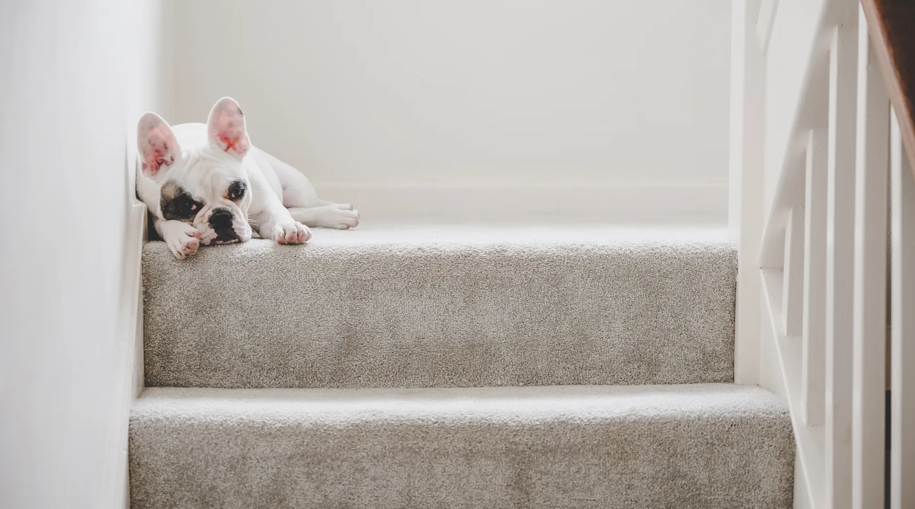 Dog lying on a newly installed carpet